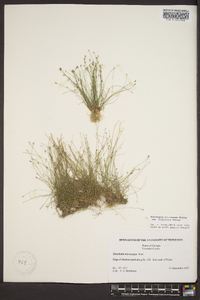 Eleocharis microcarpa image