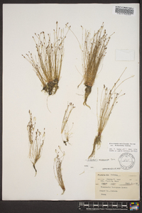 Eleocharis microcarpa var. filiculmis image