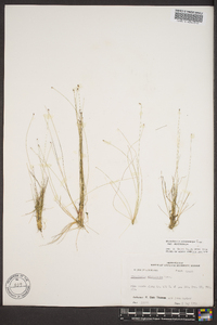 Eleocharis microcarpa image