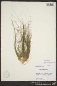 Eleocharis microcarpa image