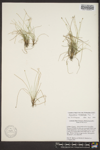 Eleocharis microcarpa image