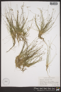 Eleocharis microcarpa image