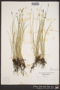 Eleocharis montevidensis image