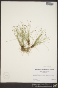 Eleocharis nigrescens image