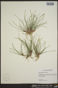 Eleocharis olivacea image