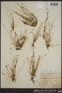 Eleocharis ovata image