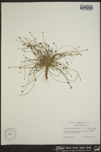 Eleocharis ovata image