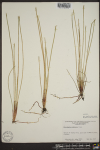 Eleocharis robbinsii image