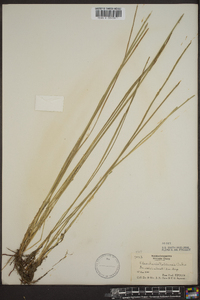 Eleocharis robbinsii image