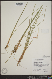 Eleocharis robbinsii image