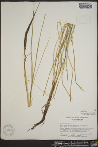 Eleocharis robbinsii image