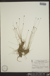 Eleocharis tenuis image