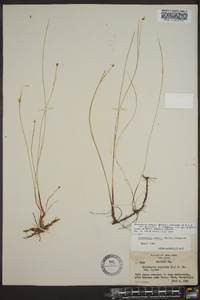 Eleocharis tenuis image