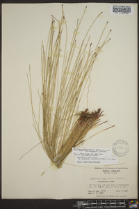 Eleocharis tenuis image