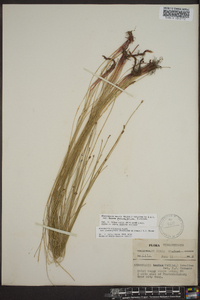 Eleocharis tenuis image