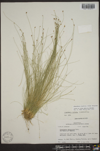 Eleocharis tenuis image