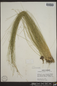 Eleocharis tenuis image