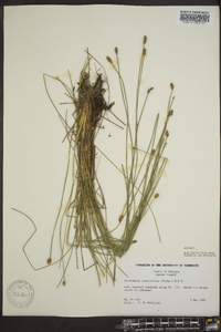 Eleocharis tuberculosa image