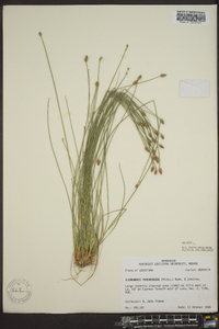 Eleocharis tuberculosa image