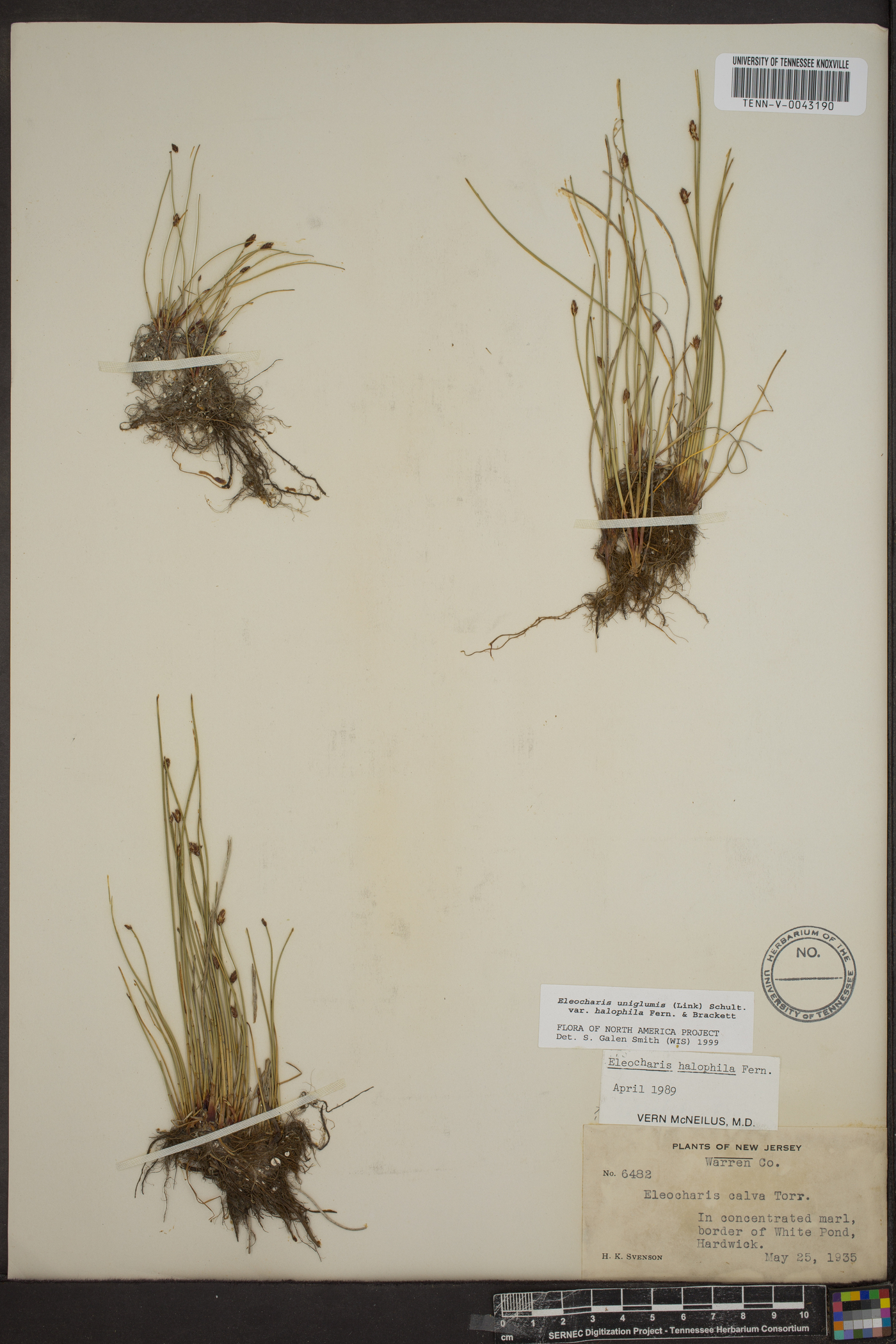 Eleocharis uniglumis image