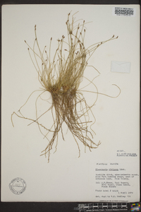 Eleocharis uniglumis image