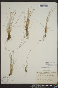 Eleocharis uniglumis image