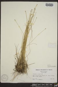 Eleocharis uniglumis image