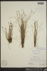 Eleocharis uniglumis image