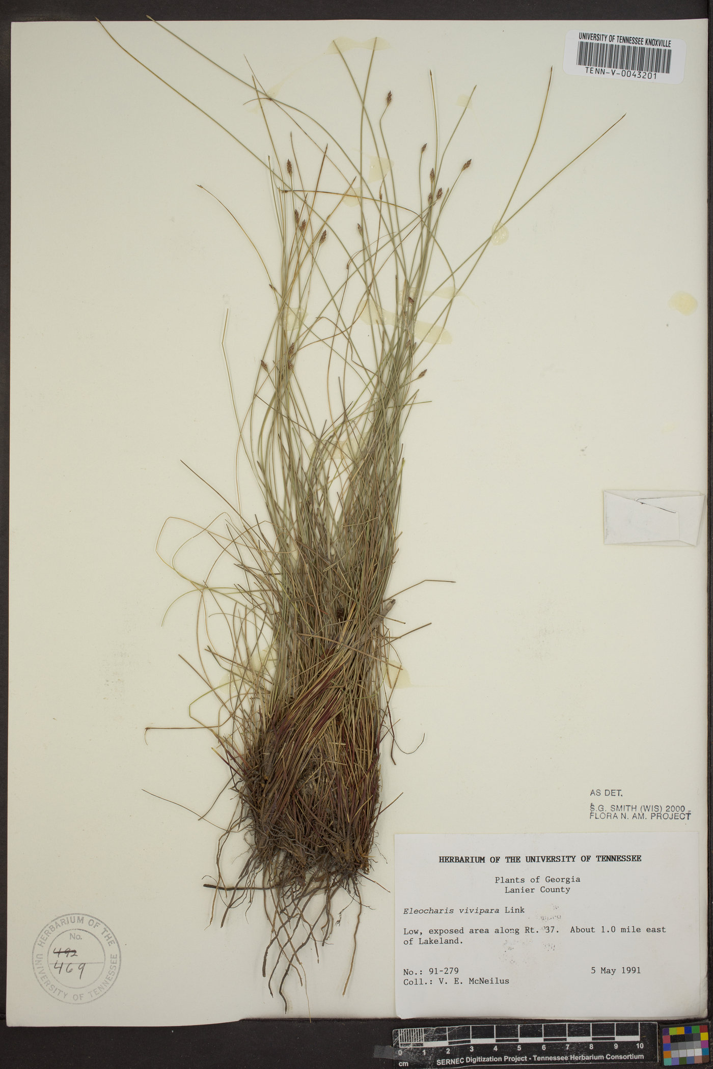 Eleocharis uniglumis image