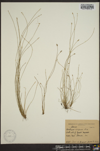 Eleocharis uniglumis image