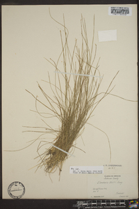 Eleocharis uniglumis image