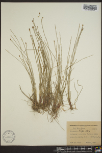 Eleocharis uniglumis image