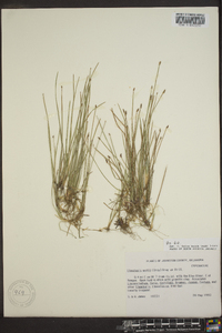 Eleocharis uniglumis image