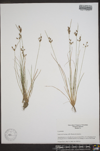 Fimbristylis annua image