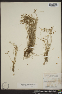 Fimbristylis annua image