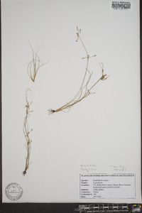 Fimbristylis annua image