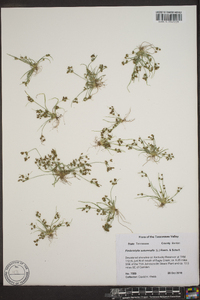 Fimbristylis annua image