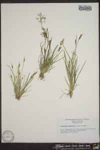 Fimbristylis annua image