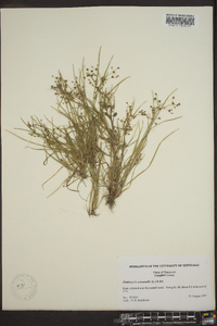 Fimbristylis annua image