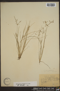 Fimbristylis annua image