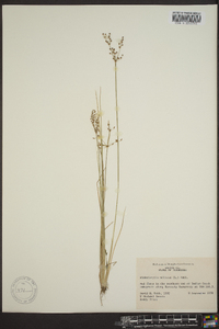 Fimbristylis miliacea image