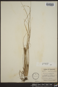 Fimbristylis miliacea image