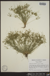 Fimbristylis perpusilla image