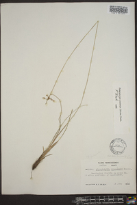 Fimbristylis puberula image