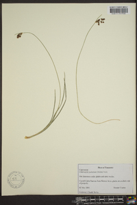 Fimbristylis puberula image