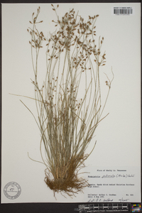 Fimbristylis puberula image