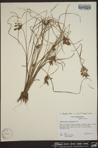 Fimbristylis tomentosa image