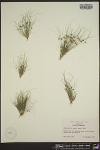 Fimbristylis vahlii image