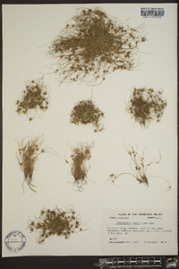 Fimbristylis vahlii image