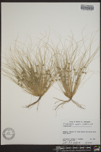 Fimbristylis vahlii image